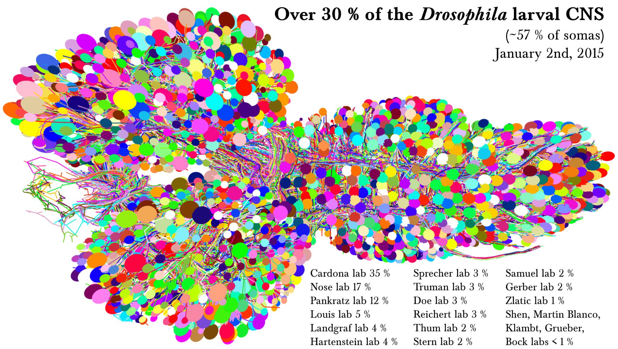 A big part of Drosophila larval CNS reconstructed with CATMAID