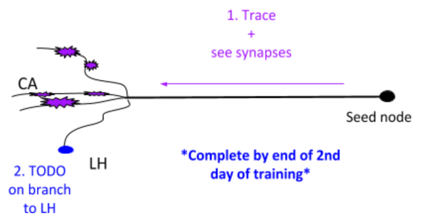 PN - Projection Neuron