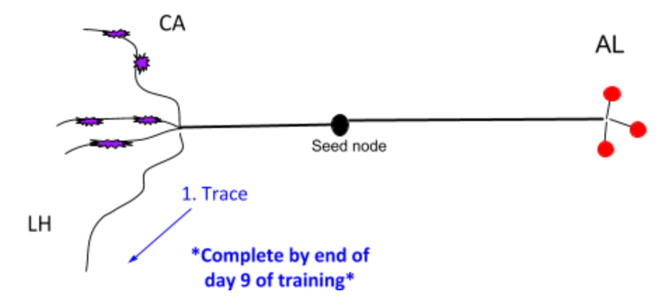 PN - Projection Neuron